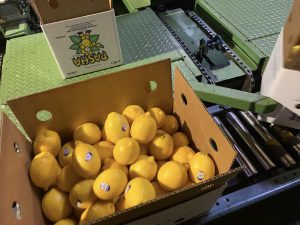 Lemon box traveling down production line