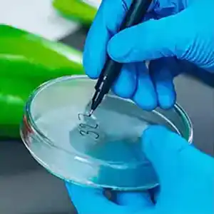 Pharmacist writing a number on a petri dish for traceability.