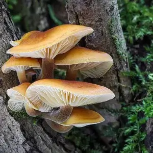 Mushrooms growing on a tree. 