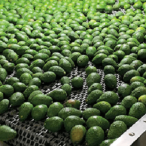 Avocados on conveyor
