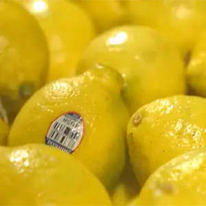 Close up of lemons