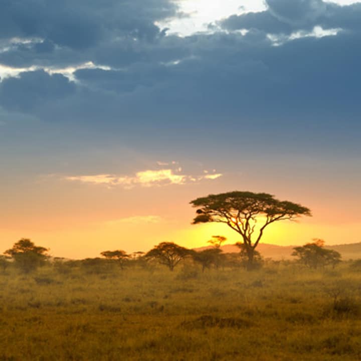 Africa - Acacias in the late afternoon light, Serengeti. Serengeti National Park, Tanzania/East Africa.