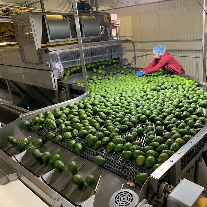 Avocados going down conveyor site at Calavo Growers.