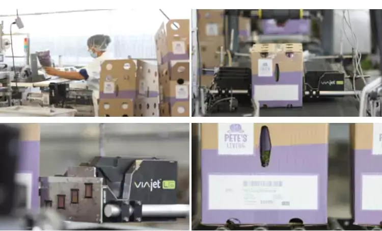 Four image collage of package marking at Pete's Living Greens with images that include a worker on the production line, L-Series printers, and product boxes.